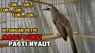 Download lagu cuk cuk cuk cuk suara trucukan memanggil lawan untuk trucuk macet bunyi 99% jamin NYAUT mp3