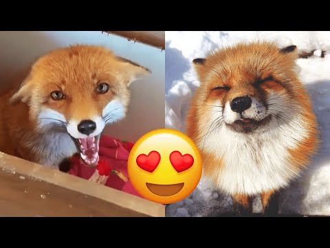 Fox - vidéos hilarantes et mignonnes et compilation de tik toks