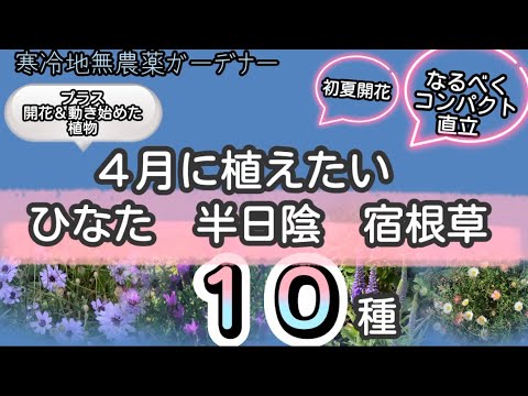 常緑の開花つる植物：一年中美しい日向でも日陰でもトップ7種のリスト  庭園