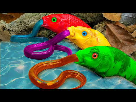 Stop Motion ASMR -  Funny Red Yellow Carp Couple Chasing Eels to Lay Eggs - Primitive cooking -CoCo