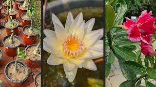 Tropical Waterlily Repotting in pot in pot method