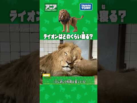 ライオンはどのくらい寝る？　#アニア #アニア研究所 #タカラトミー #shorts #アドベンチャーワールド