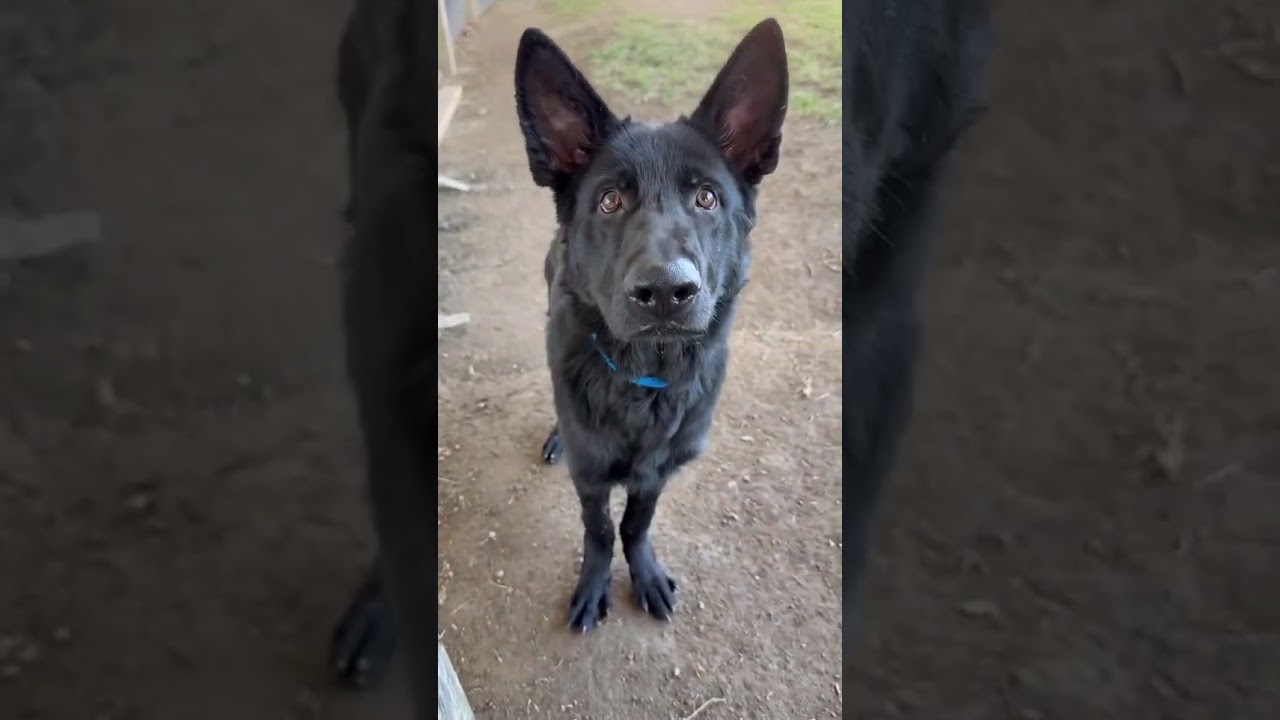 Enlarge Carson, a ADOPTABLE German Shepherd Dog in Duxbury, MA video 3/3