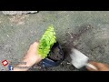 Suplir Kamuding atau Adiantum Philippense