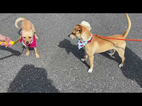 Ranger, an adopted Labrador Retriever & Terrier Mix in Long Beach, NY_image-1