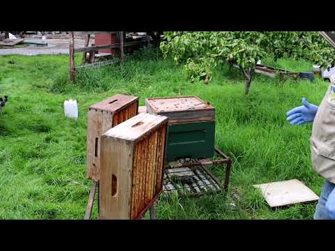 Removing the supers for extraction.