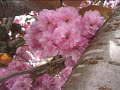 Sakura Sakura Japanese Folk Song 