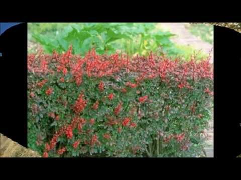 Goran VRATNICA - MOJ E MIRA NËPËR THERRA