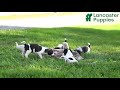 Mixed Breed dogs for sale: Eddie - Video 1