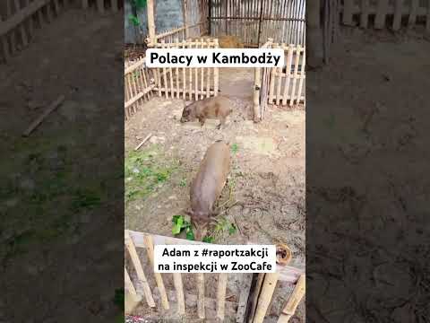 #emigracja #azja #kambodża #life #polacywkambodzy #lifestyle #raportzakcji #pracazagranicą