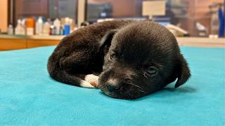 Abandoned Tiny Puppy was Crying in Despair for Days Until This Happened