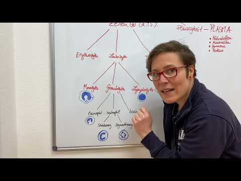 Zusammensetzung von Blut Teil 2 - So sehen die Zellen aus