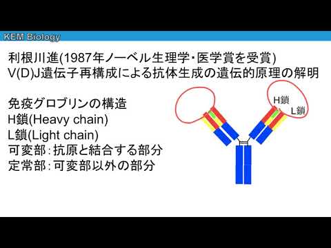 私たちの食生活とホッキョクグマのゲノムとの関係
