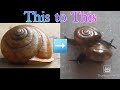 If your snails are not coming out of their shell !! what to do ??
