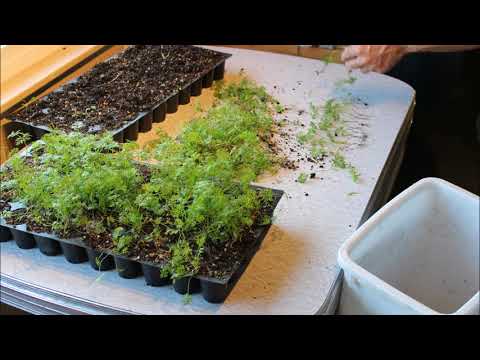 Sorting Carrot Seedlings
