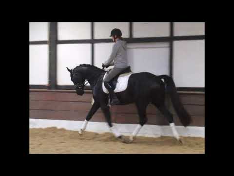 FANTAGIRA 3j. v. Finest - Hampton VB 10.000,- Euro