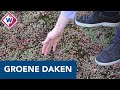 Partij voor de Dieren wil meer groene daken in Den Haag - OMROEP WEST