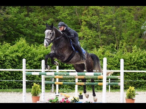*SUPERB EQUITATION**COUPE DE SON, 2014, gelding, hannoverian, Coupe de Coeur x Lincoln