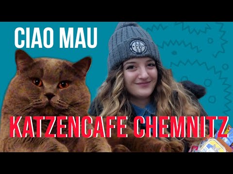 Erstes Katzencafé in Chemnitz CIAO MAU Katzenlounge