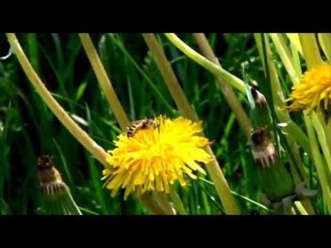 Dëmtimi i parkut nga festimi i Shëngjergjit.