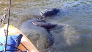 2013-9-20 short manatee clip from Lovers Key