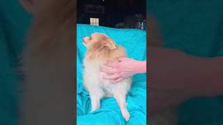 Video preview image #1 Pomeranian Puppy For Sale in Cuba, NY, USA