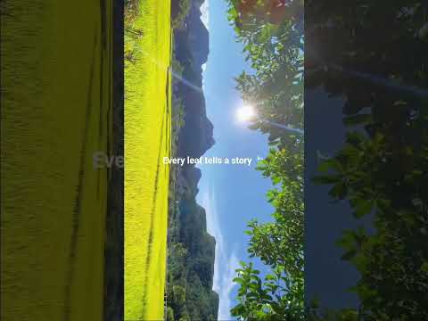 #music #song #love #bollywood #trending #lifeisbutadream #viral #travel #quotes #bollywoodsongs