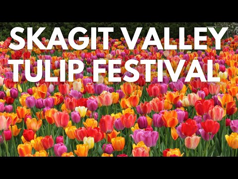 Skagit Valley Tulip Festival: A Floral Paradise in the Pacific Northwest | Travel The Eternal