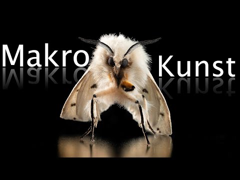 Wie fotografiere ich so ein Makro? 🦋📸 Für Anfänger geeignet 🤗