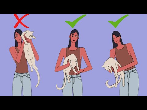How to Pick up a Cat Like a Pro - Cat Handling Advice