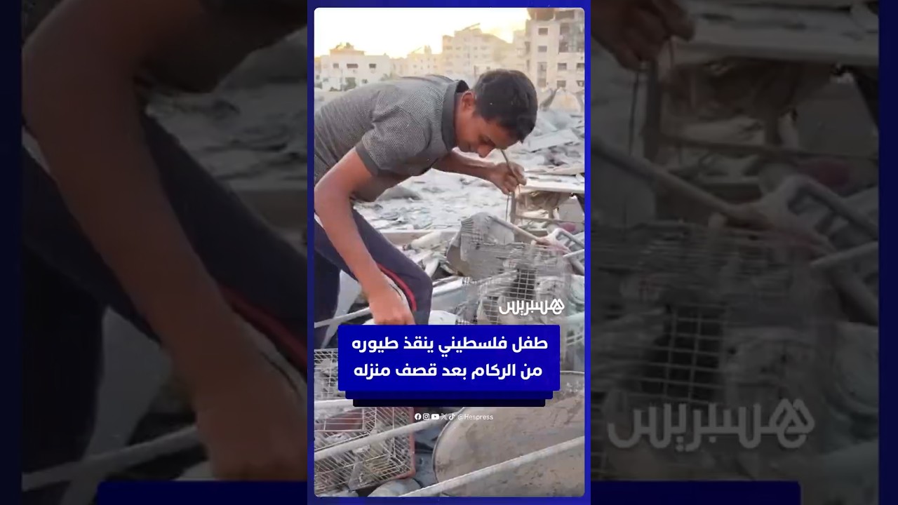 طفل فلسطيني يبكي بحرقة وهو ينتشل طيوره من تحت أنقاض منزله المدمر بالقصف الإسرائيلي thumbnail