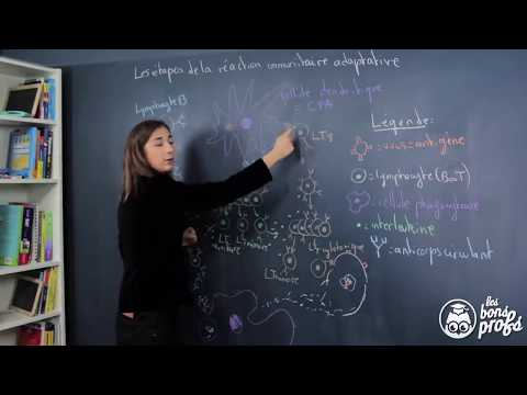 Les étapes de la réaction immunitaire adaptative