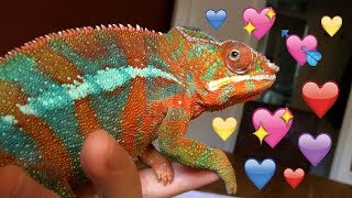What I've learnt from owning a chameleon