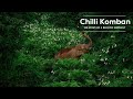 The Story Of Chilli Komban Not A Rogue But A Victim World Elephant Day RoundglassSustain