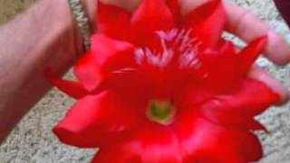desert cactus flower alaska grown