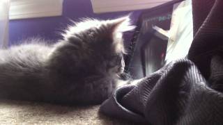 I guess it must be love