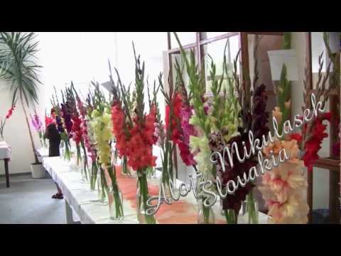 International Gladiolus and Georgina Show,Martin 2011 Slovakia Výstava,Gladioly,Mečíky