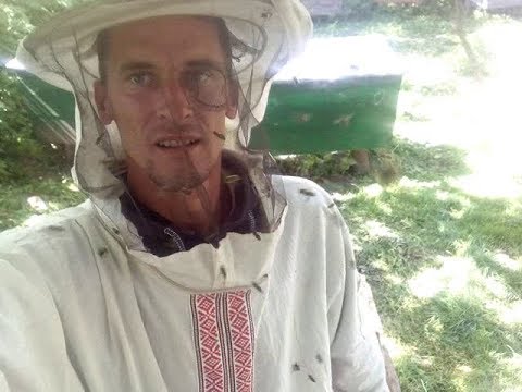 Добрые пчёлы Карпатка просто ЖЕСТЬ !!!