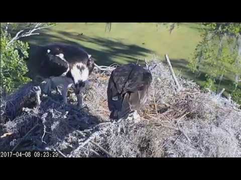 Osprey: Fish Delivery @Savannah GA 04/08/2017 9:18am