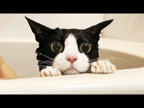 , title : 'Funny animals - Funny cats / dogs - Funny animal videos 292'