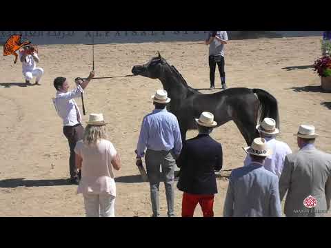 N 28 MAZAYA AL SHAQAB   2020 Menton Mediterranean and Arab Countries Arabian Horse Championship   Ye
