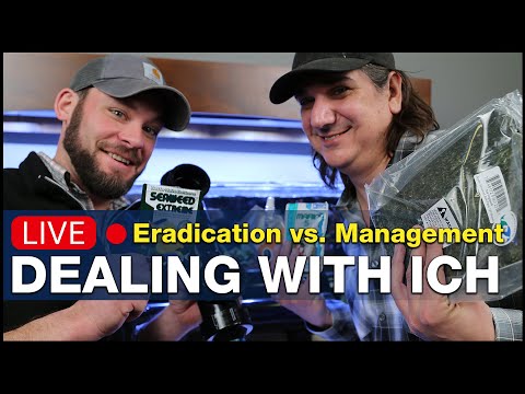 Curing Ich or Treating Ich. What's the difference? Ich Management vs. Ich Eradication |AskBRStv Live