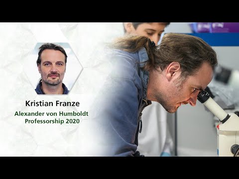 How nerve cells grow – the mechanics of the nerve system | Kristian Franze is Humboldt Professor