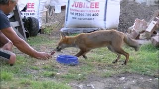 Shoe thieving fox befriended by family