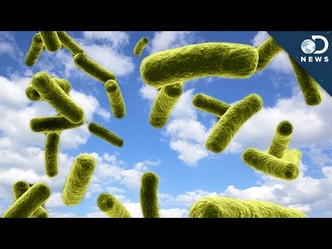 雲はバクテリアでいっぱい？ (Are Clouds Full Of Bacteria?)