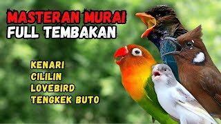 Download lagu Masteran Murai Tembakan Kenari, Cililin, Lovebird dan Tengkek Buto mp3