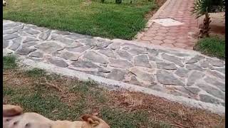 الكلبة نائمة وتحلم بحبيبها O cachorro está dormindo e sonha com seu amante