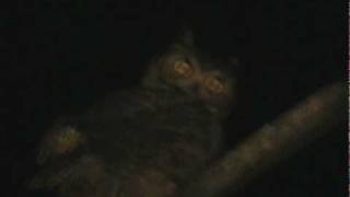 Miniature Tigers &quot;GOLD SKULL&quot; - Directed by Morgan Krantz