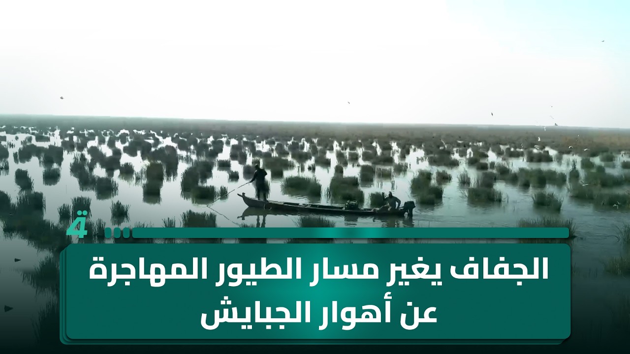 فيديو | الجفاف يغير مسار الطيور المهاجرة عن أهوار الجبايش