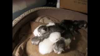 Scottish Fold Kittens TICA registered